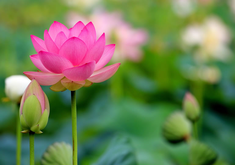 相模原市中央区で散骨