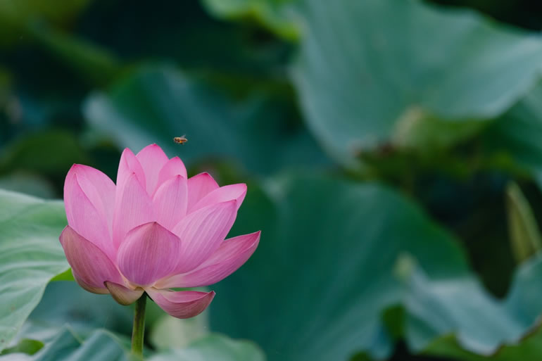 小田原市で散骨