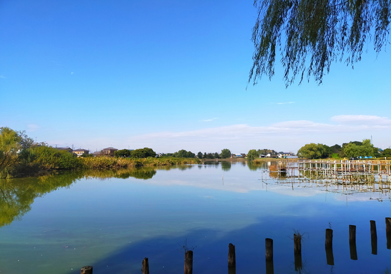 蓮田市の黒浜沼