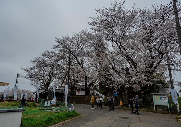 北本市の石戸蒲ザクラ