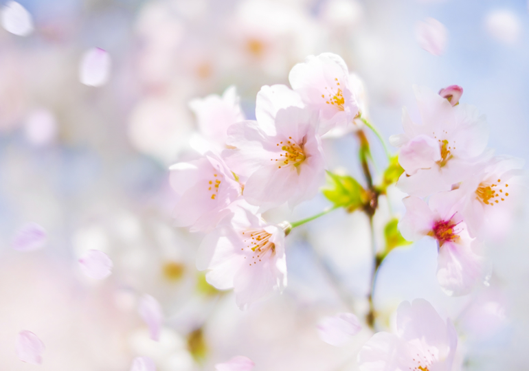桜の木と桜の花びら