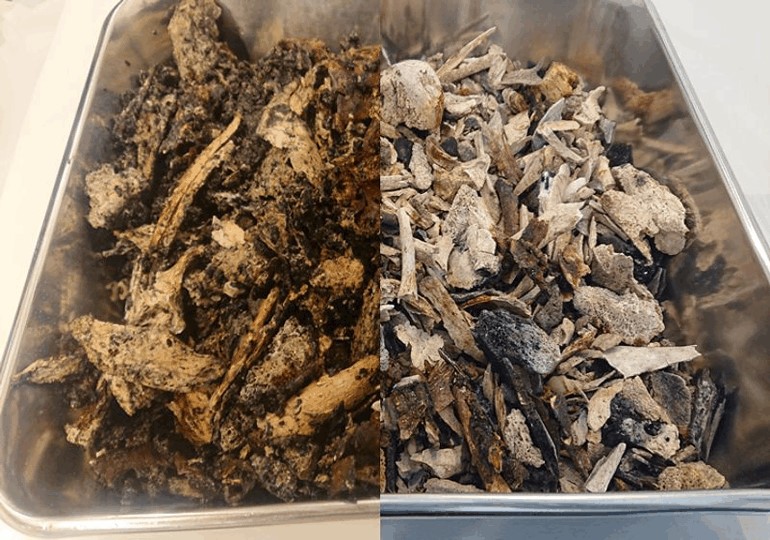 超音波洗浄前後の遺骨の比較画像