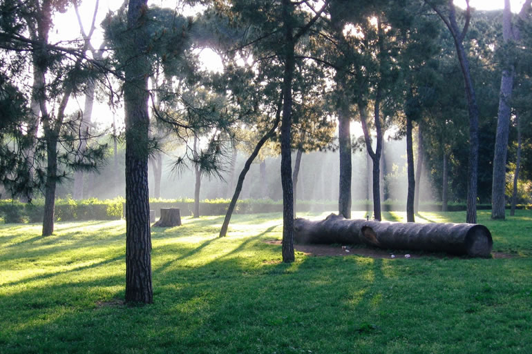 樹木葬とは何か？